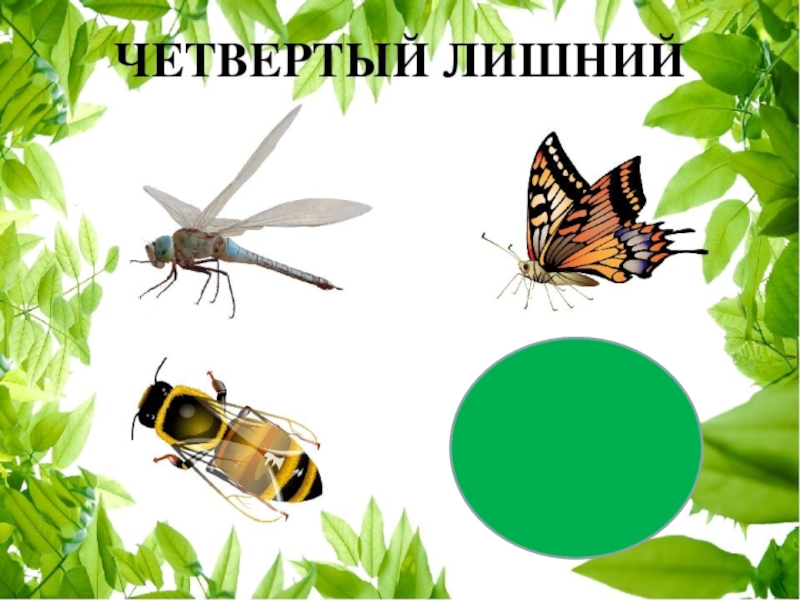 Кто лишний насекомые картинки