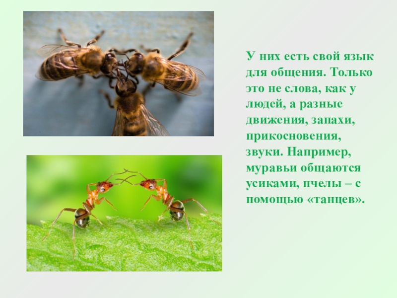 У них есть. Как общаются пчелы с помощью звуков. Они бывают. А они есть.