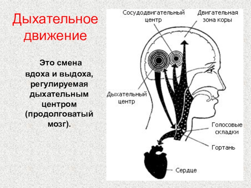 На рисунке изображена схема регуляции дыхания человека какое общее свойство живых