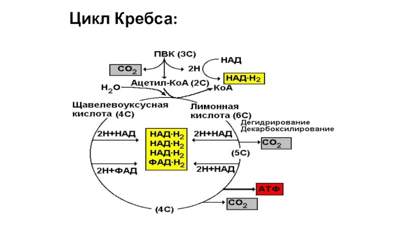 В цикле кребса образуется атф. Цикл Кребса схема простая. Цикл Кребса полная схема. Место протекания реакций цикла Кребса в митохондриях. Холестерин цикл Кребса.