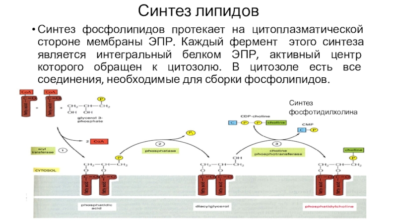 Клеточный синтез. Синтез цитоплазматических мембран. Внутри ЭПР Синтез биохимии. Ферменты цитозоль. Синтез липидов в гладком ЭПР.