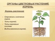Органы цветковых растений. Корень