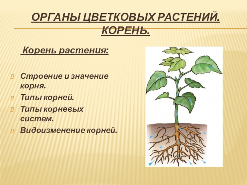 Написать значение корня. Органы растений корень. Органы растений презентация. Значение корневой системы. Корень нужен растению для.