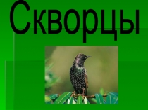 Скворцы