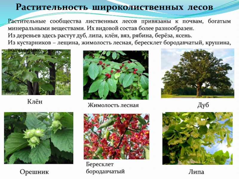 Смешанные леса растения список. Широколиственный лес растения. Растительный мир смешанных лесов и широколиственных лесов в России.