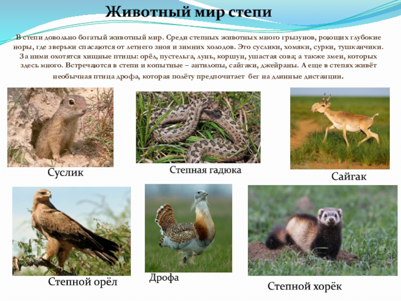 Зона степей России животный мир. Природная зона россии степь животные