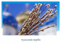 чудесная верба