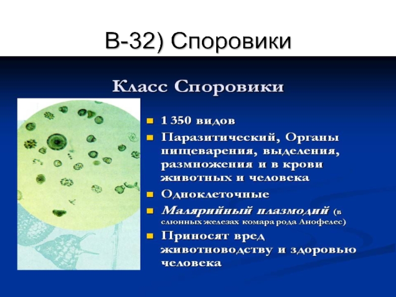 Споровики. Выделение споровиков. Споровики представители. Форма споровиков. Класс Споровики.