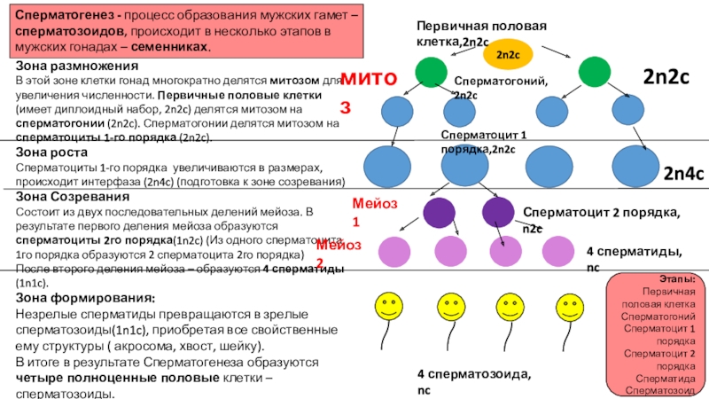 4 этапа сперматогенеза. Гаметогенез 2n2c. Сперматоцит 1 порядка набор хромосом. Сперматоциты 2 порядка. Первичные половые клетки.