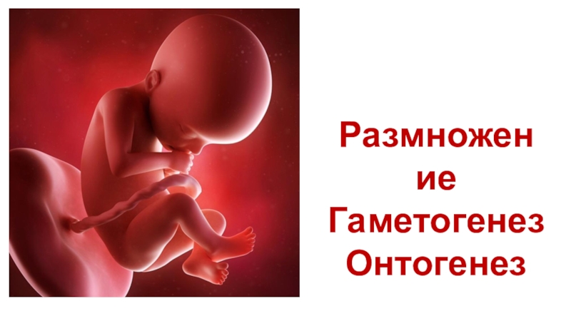 Презентация Размножение
Гаметогенез
Онтогенез