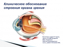 Клиническое обоснование строения органа зрения