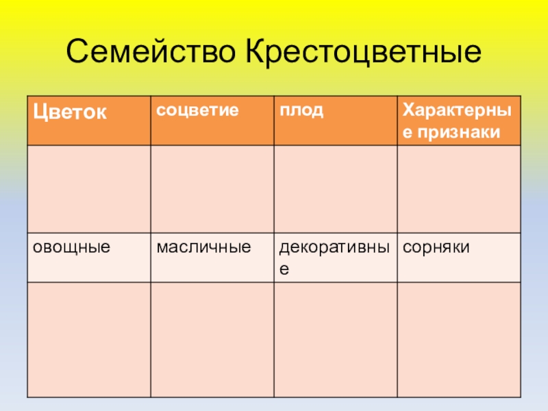 Семейство Крестоцветные