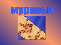 муравьи