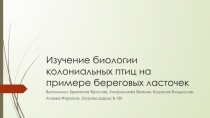 Изучение биологии колониальных птиц на примере береговых ласточек