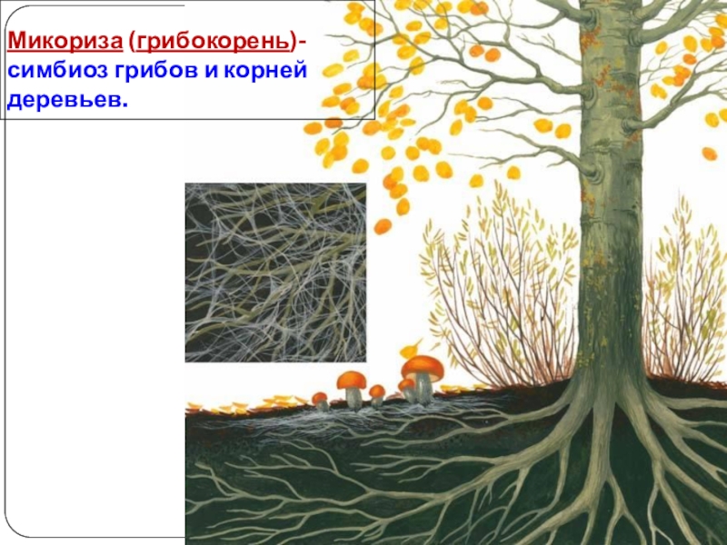 Образуют микоризу с корнями растений