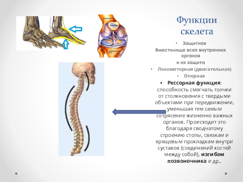 Опорная и защитная функция. Функции скелета опорная защитная. Рессорная функция скелета. Рессорная функция скелета человека. Локомоторная функция скелета.