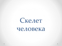 Скелет человека