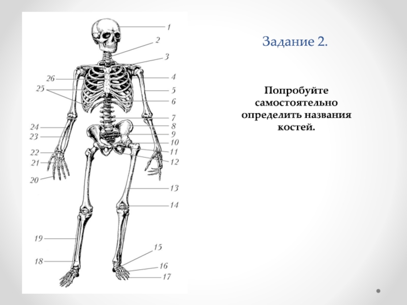 Скелет человека название костей картинки