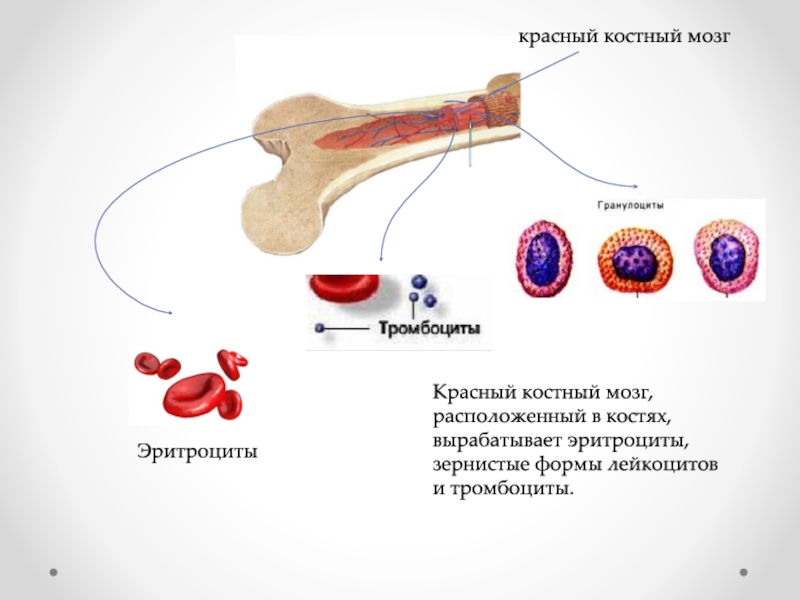 Красный костный мозг презентация