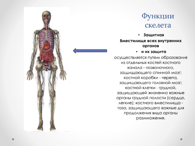 Функции скелета. Механические функции скелета. Какова роль скелета. Функцию скелета клетки выполняют. Функции скелета на английском.