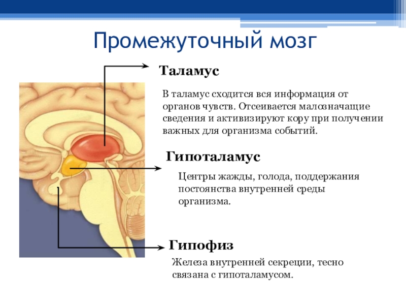 Промежуточный мозг фото