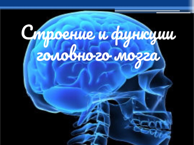 Строение и функции головного мозга