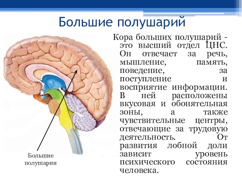 Презентация строение и функции головного мозга 8 класс