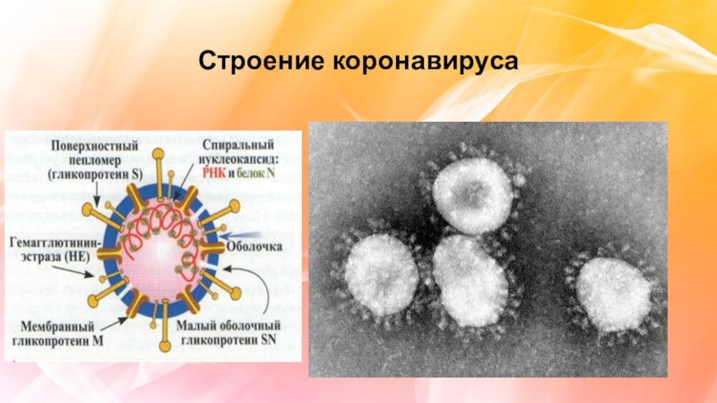 Вирус ковид отнесен к группе патогенности. Коронавирус строение. Строение оболочки коронавируса. Коронавирус схема строения. Коронавирус 19 строение вируса.