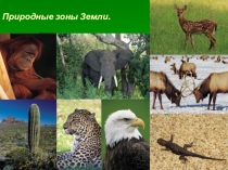 Природные зоны Земли