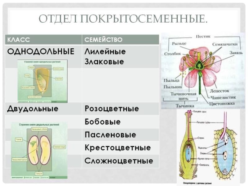 Однодольные и двудольные презентация