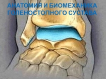 Анатомия и Биомеханика голеностопного сустава
