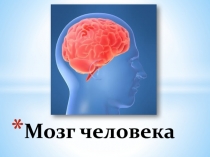 Мозг человека