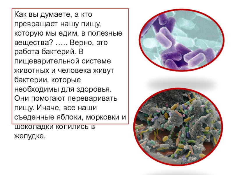 Интересные факты о бактериях. Задания по бактериям интересный. Интересные факты о бактериальных заболеваниях. Легенды о бактериях. Бактерии живущие в человеке названия.