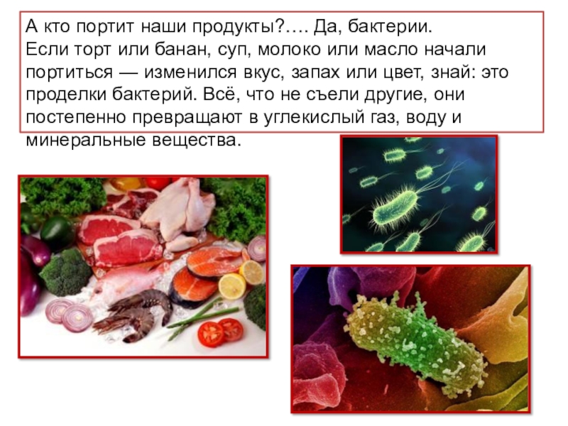 Интересные факты о бактериях 5 класс. Порча продуктов бактериями. Какие продукты питания могут испортить бактерии. Какие бактерии портят продукты питания. Портится еда от микробов.