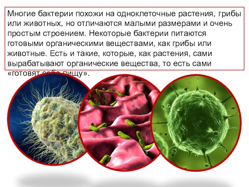 Отличие бактерий от грибов и растений