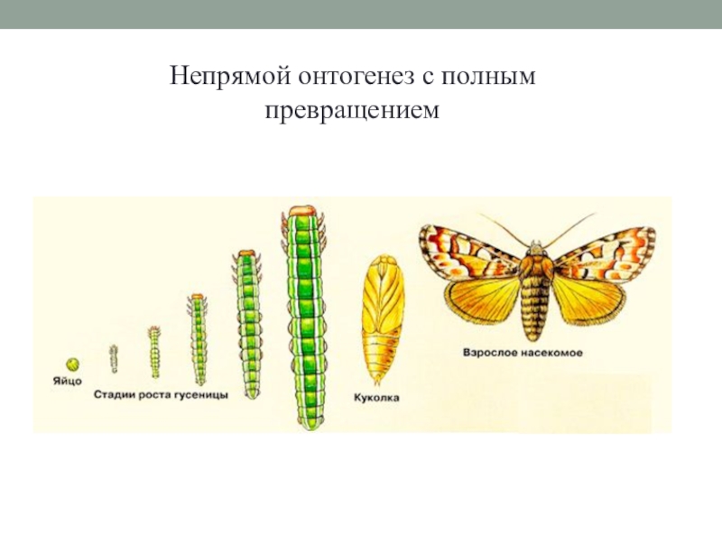 На рисунке изображены стрекозы в разный период онтогенеза