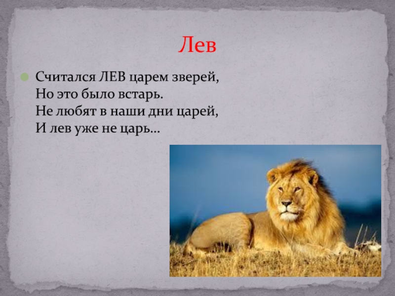 Что за лев этот тигр откуда фраза. Лев царь зверей. Считался Лев царем. Лев Король зверей. Лев царь зверей доклад.