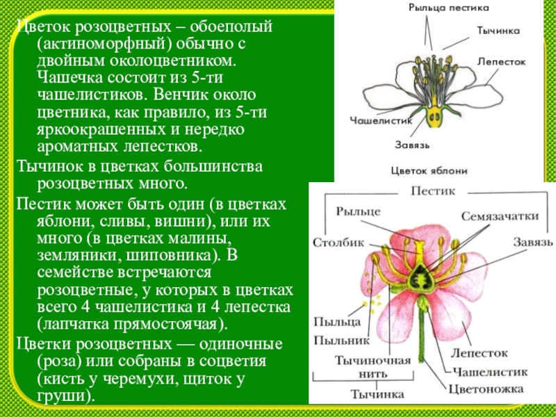 Чашелистики чашечки околоцветника. Венчик чашечка околоцветник околоплодник. Строение околоцветника семейства розоцветных. Семейство Розоцветные околоцветник. Строение цветка розоцветных.