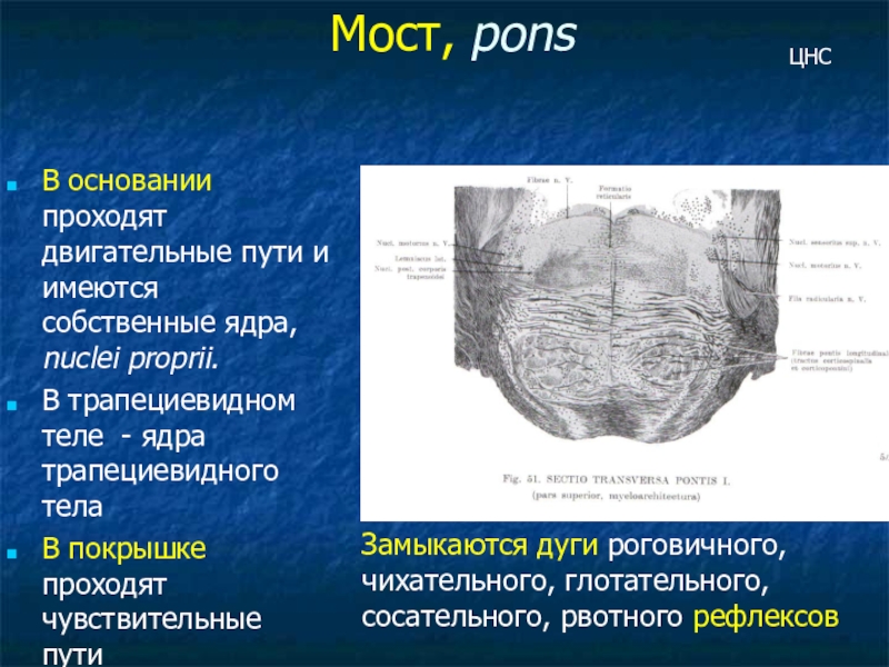 Трапециевидное тело. Трапециевидное тело моста анатомия. Трапециевидное тело мозга. Ядра трапециевидного тела. Трапециевидное тело функции.