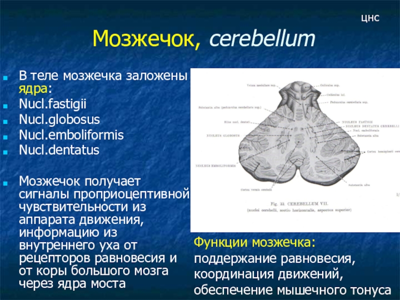 За что отвечает мозжечок. Мозжечок анатомия функции. Серое вещество мозжечка функции. Ядра мозжечка анатомия. Мозжечок структура и функции.