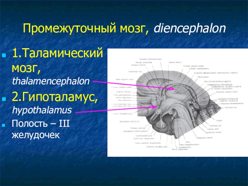 Нервы промежуточного мозга. Полость промежуточного мозга 3 желудочек. Промежуточный мозг атлас. Таламический мозг. Thalamencephalon анатомия.