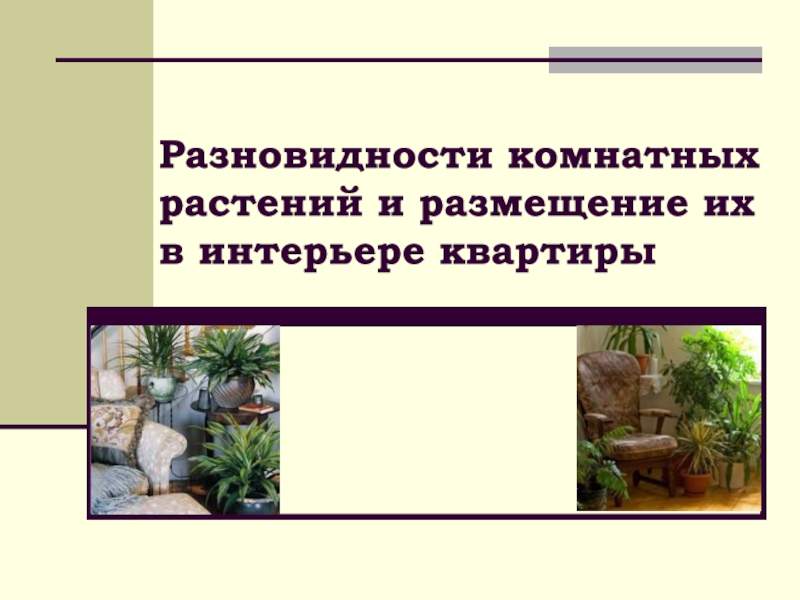 Презентация Разновидности комнатных растений и размещение их в интерьере квартиры