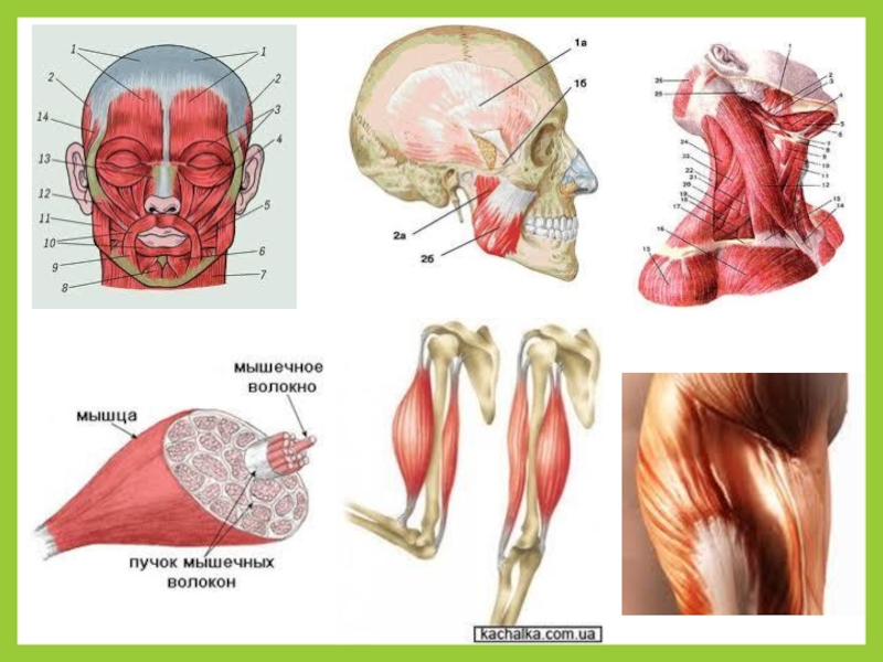 Пучки мышц. Мышечный пучок. Мускулатура на пучки мышц. Пучок мышечных волокон. Мышечный пучок биология.
