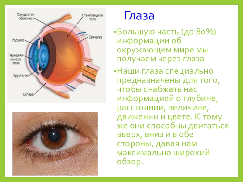 Через глаз. Глаза передают информацию об окружающем мире. В наших глазах. Сообщения о глазе окружающий мир. Какую информацию передают глаза.