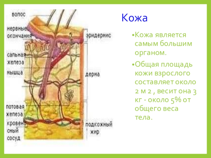 Кожа является органом. Кожа самый большой орган человека. Самый большой орган в организме человека.