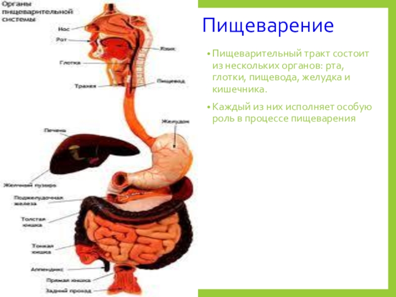 Рот пищевод желудок кишечник. Рот глотка пищевод желудок кишечник. Нарушение прохождения пищи по пищеводу называется. Как имбирь влияет на желудок и пищевод.