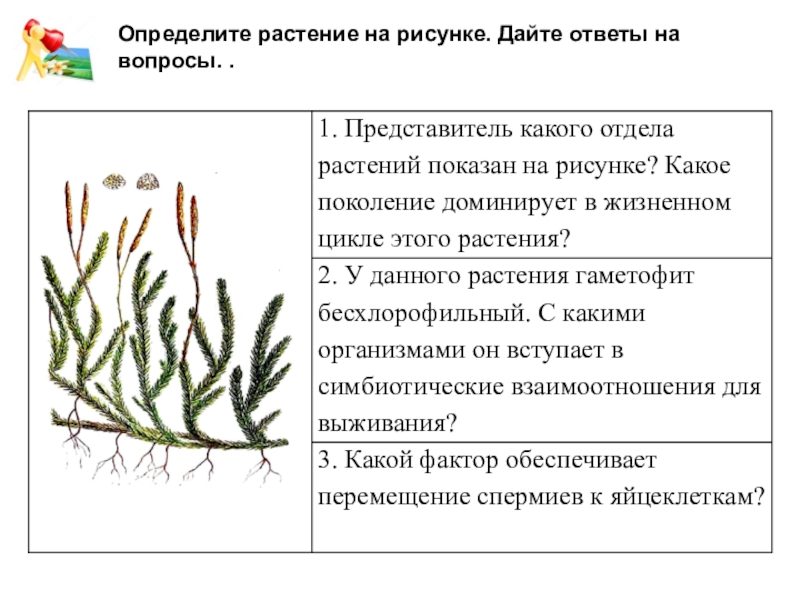 Программа распознающая растения