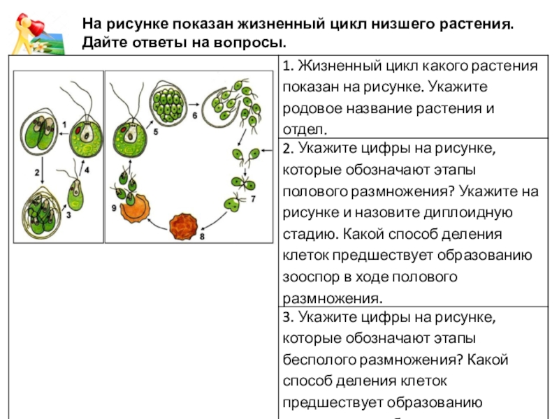 Какой цикл изображен на рисунке