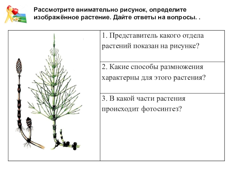 Рассмотрите внимательно рисунок и ответьте на вопросы. Внимательно рассматривать. Какое явление из жизни растений изображено на рисунке?. Представитель какого отдела царства растения изображен на рисунке. Какие признаки характерны для растения, изображённого на рисунке?.