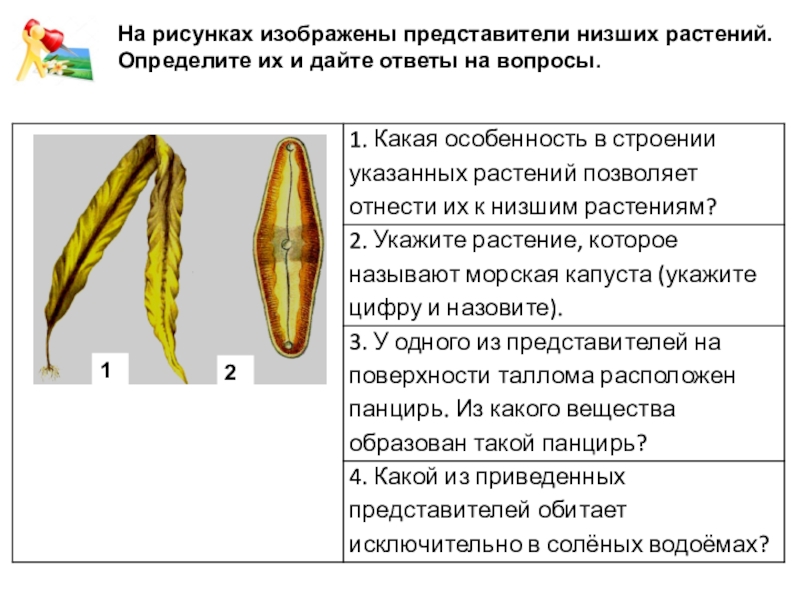 На рисунке изображен представитель. На рисунке изображён представитель.